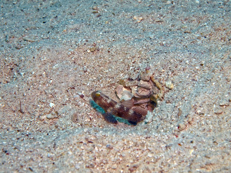 Goby, House Reef